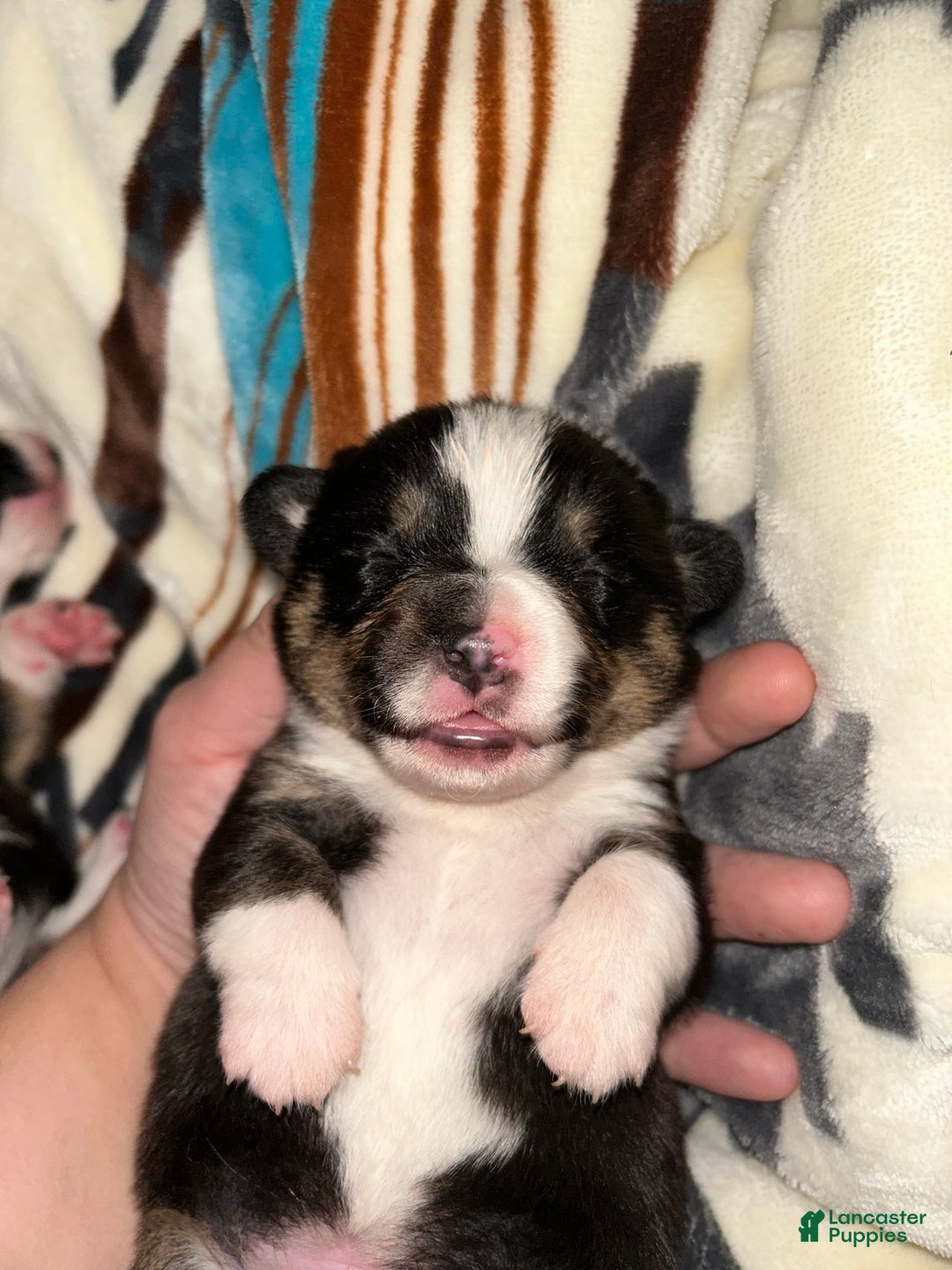 Welsh Corgi Pembroke dogs for sale: Welsh Corgi Pembroke male - Ad 1