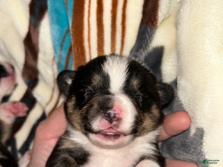 Welsh Corgi Pembroke dogs Welsh Corgi Pembroke male - Ad 6