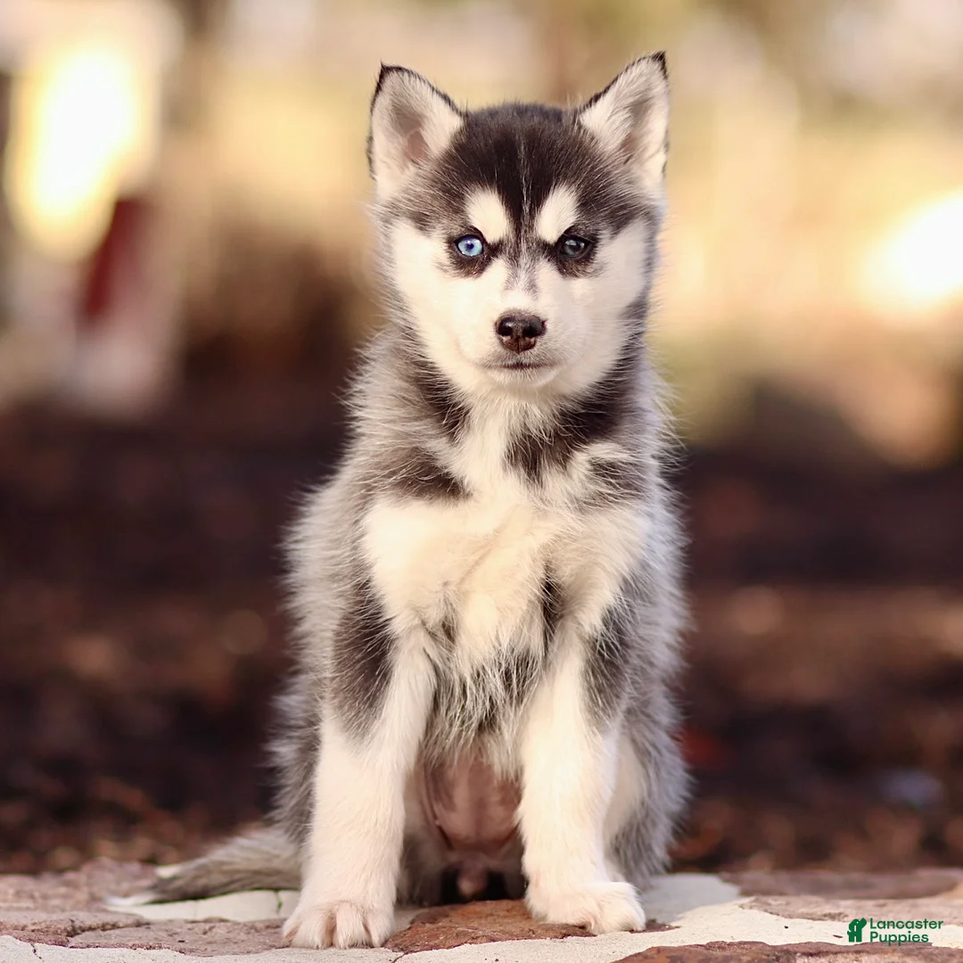 Pomsky dogs for sale: Evie - Ad 3