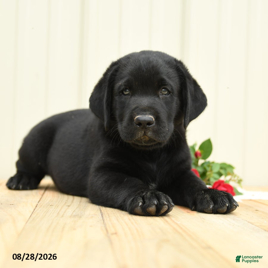 Labrador Retriever dogs Ninja - Ad 1
