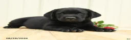 Labrador Retriever dogs for sale: Ninja - Ad 1