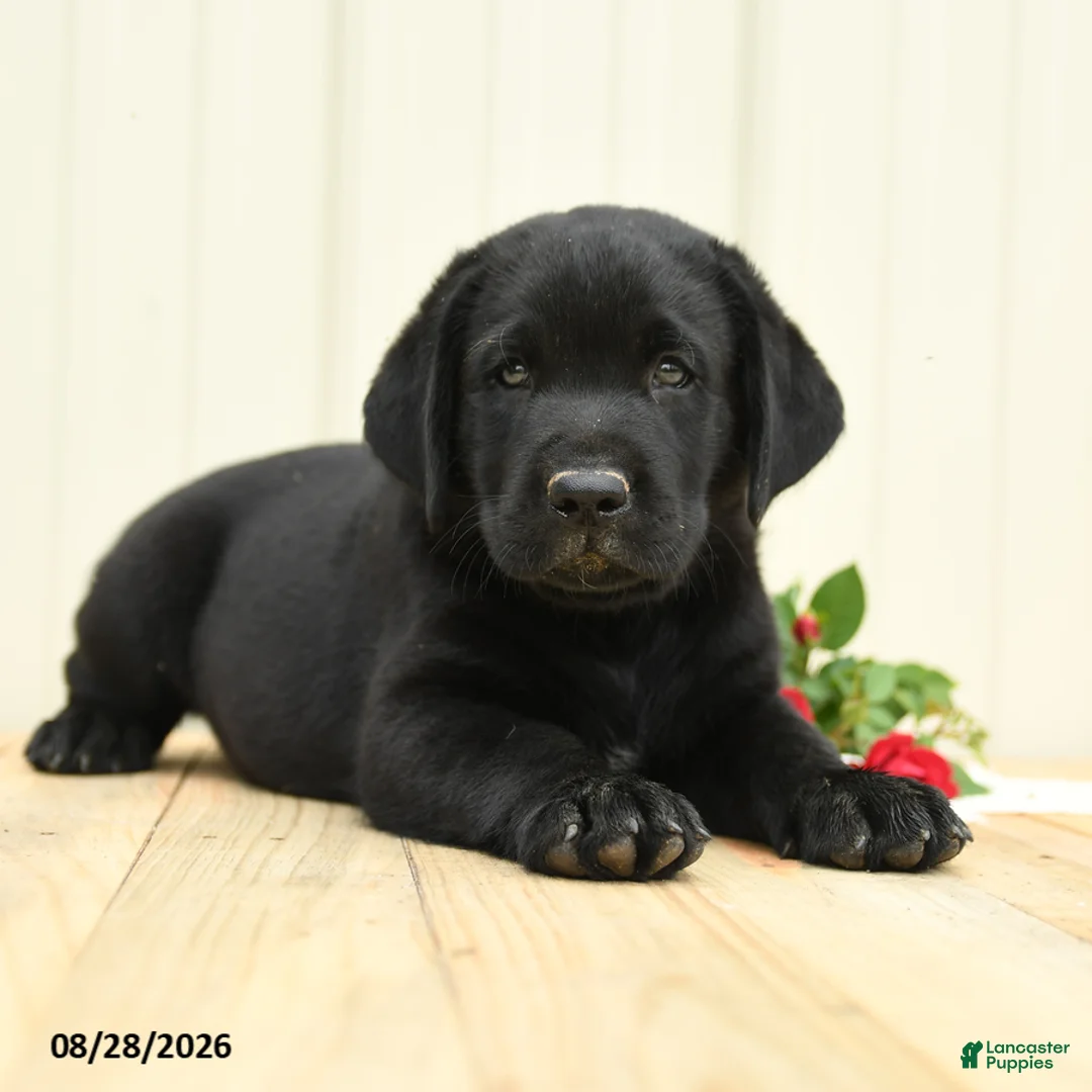 Labrador Retriever dogs for sale: Ninja - Ad 1