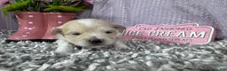 Pomapoo dogs for sale: Pomapoo 1 - Ad 5