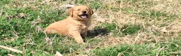 Golden Retriever dogs for sale: Peach - Ad 1