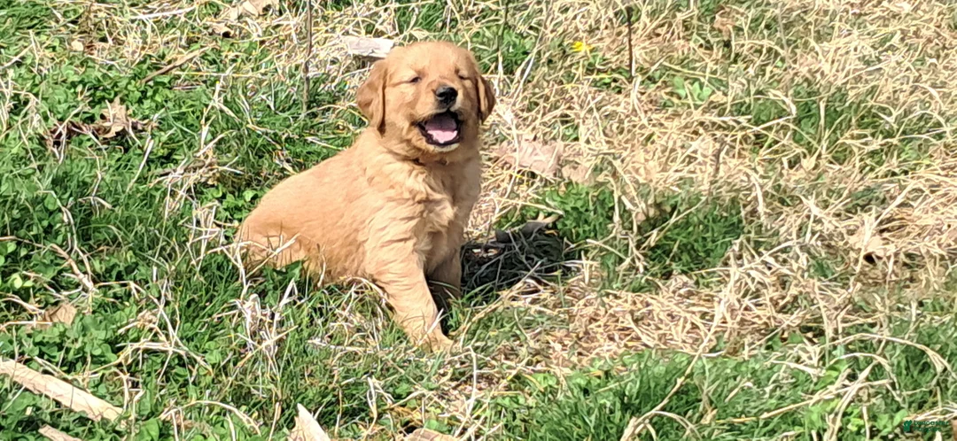 Golden Retriever dogs for sale: Peach - Ad 1