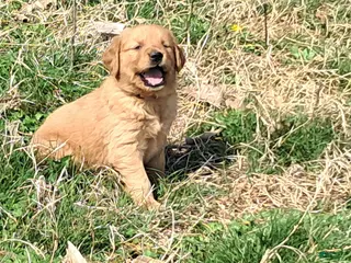 Golden Retriever dogs Peach - Ad 6