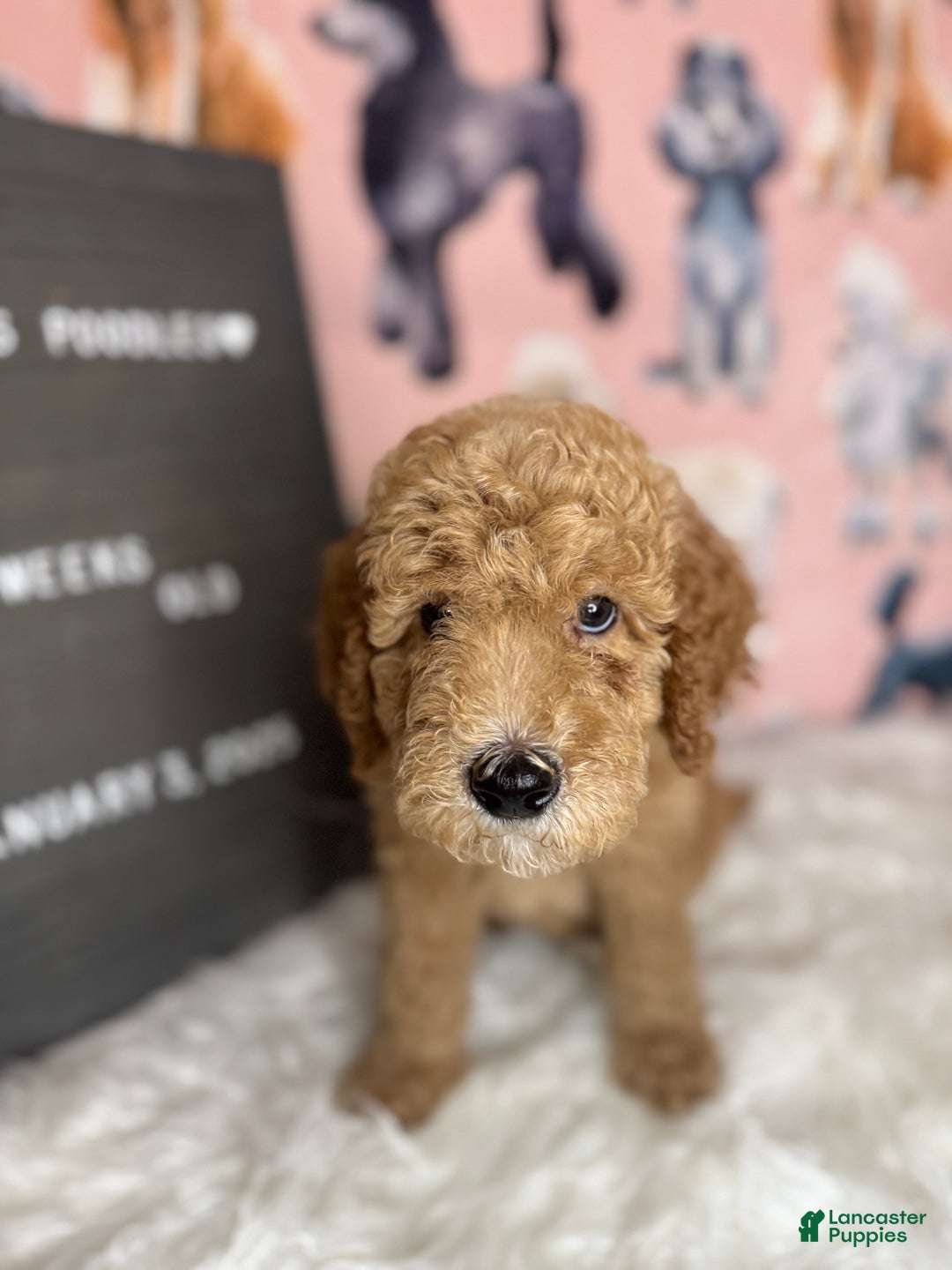 Standard Poodle dogs for sale: Standard Poodle Puppy 2 - Ad 6