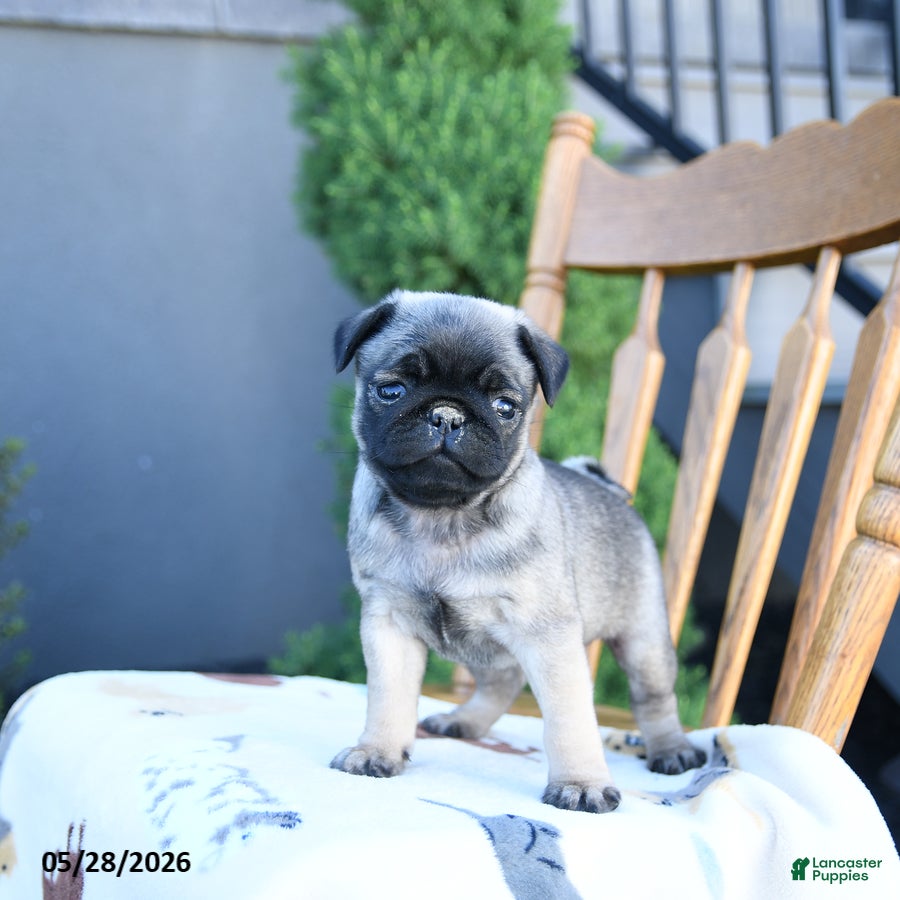 Pug dogs Lake  - Ad 2