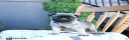 Pug dogs for sale: Lake  - Ad 2