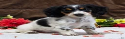 Miniature Dachshund dogs for sale: Rosa - Ad 3