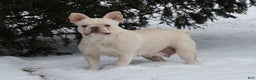 French Bulldog dogs for sale: Lollie - Ad 3