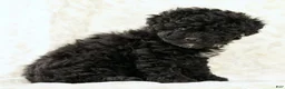 Miniature Poodle dogs for sale: Fancy - Ad 6