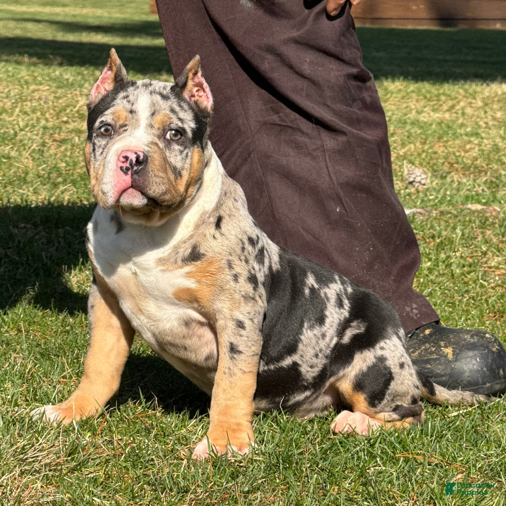 American Bully dogs Emmy - Ad 1
