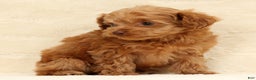 Cockapoo dogs for sale: Carson - Ad 5