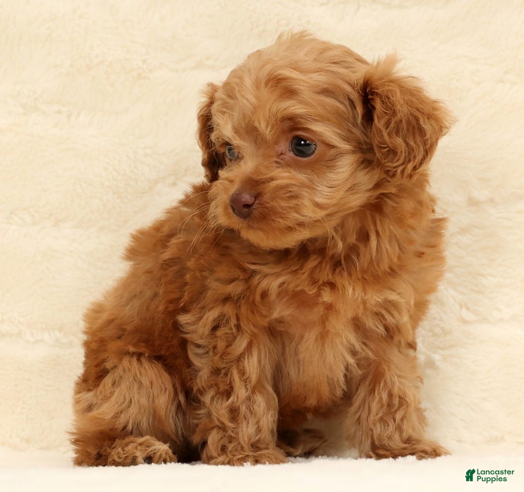 Cockapoo dogs for sale: Carson - Ad 5