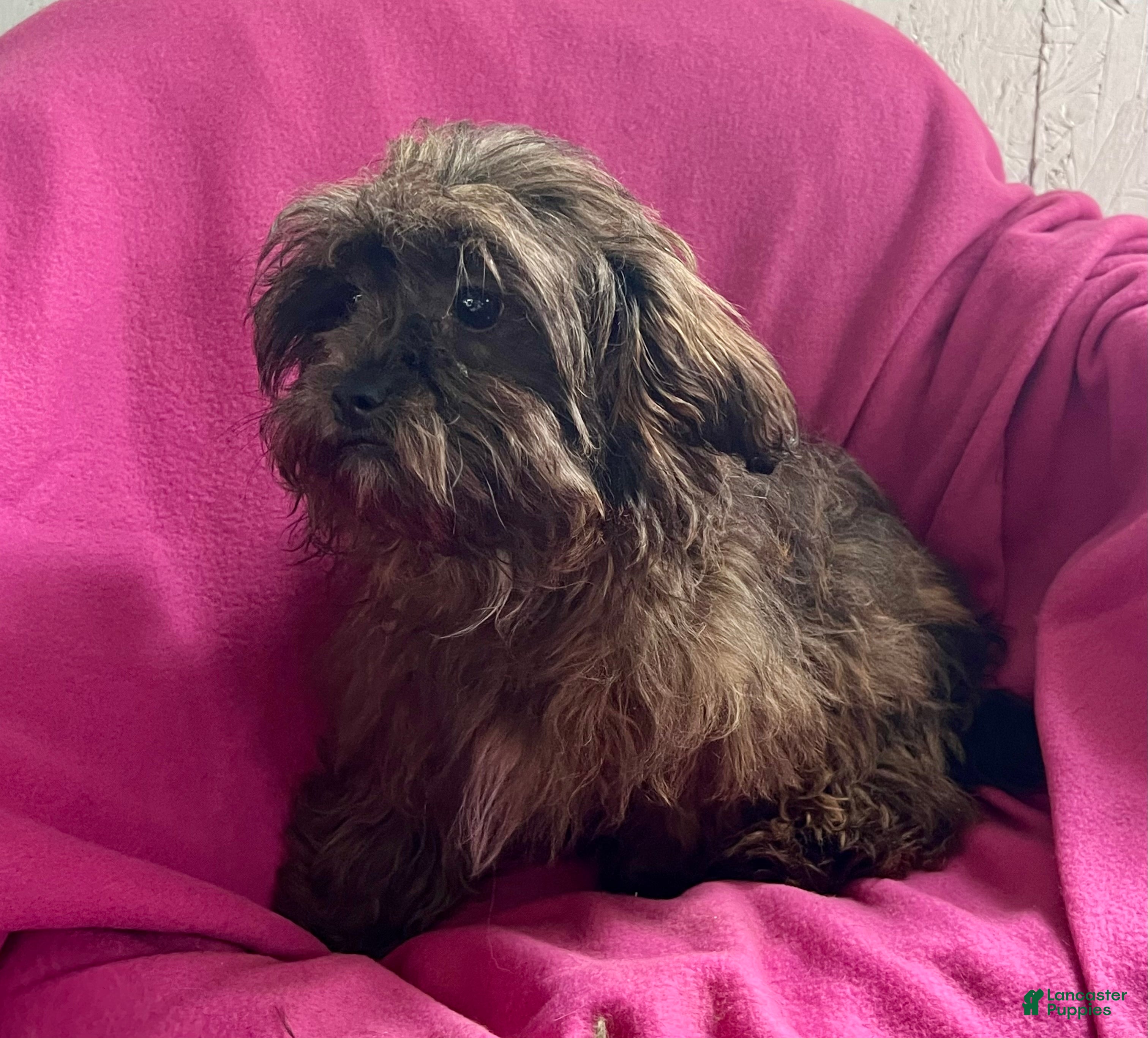 Shihpoo dogs Karen - Ad 2