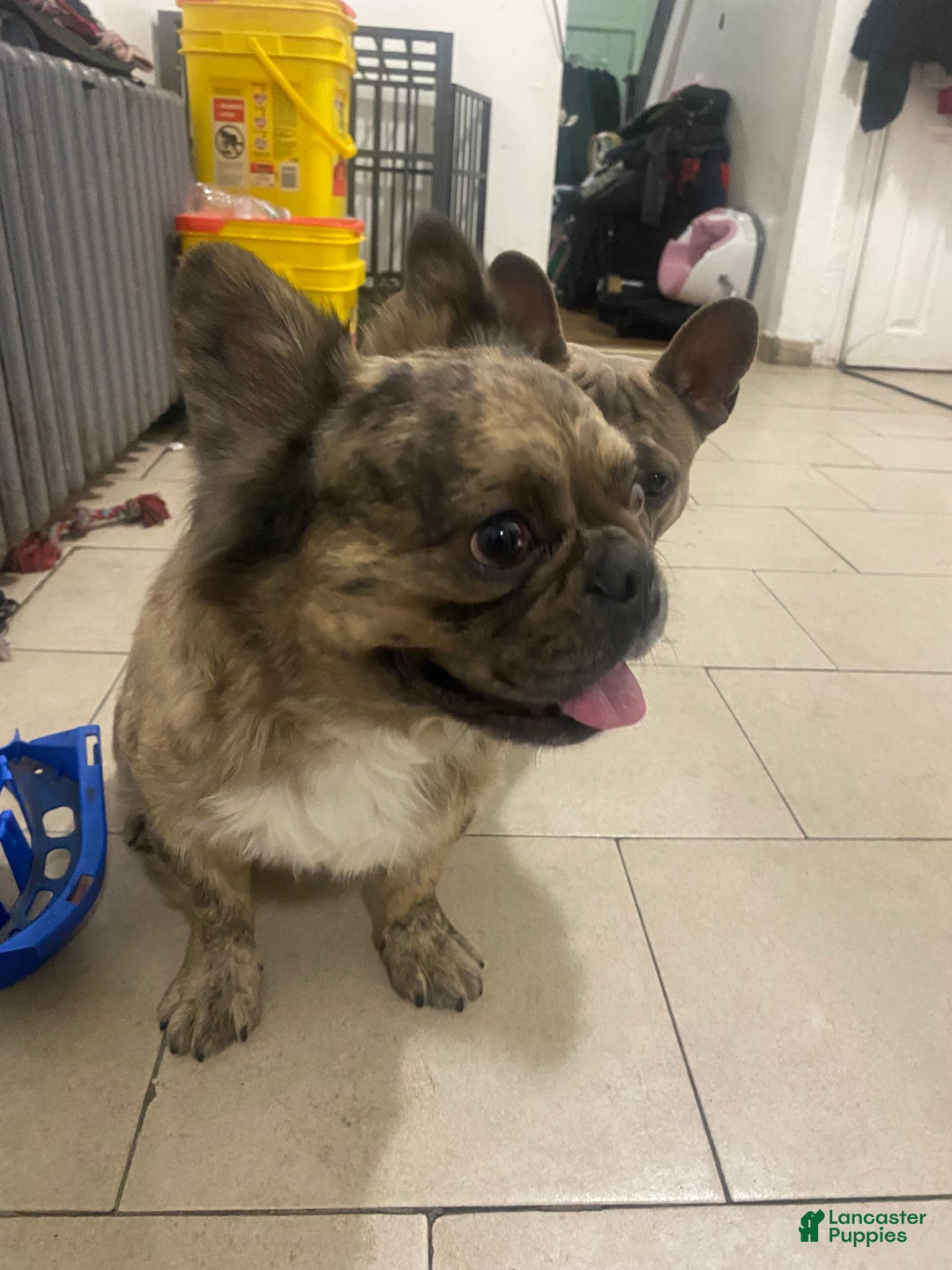 French Bulldog dogs for sale: French Bulldog Puppy 1 - Ad 4