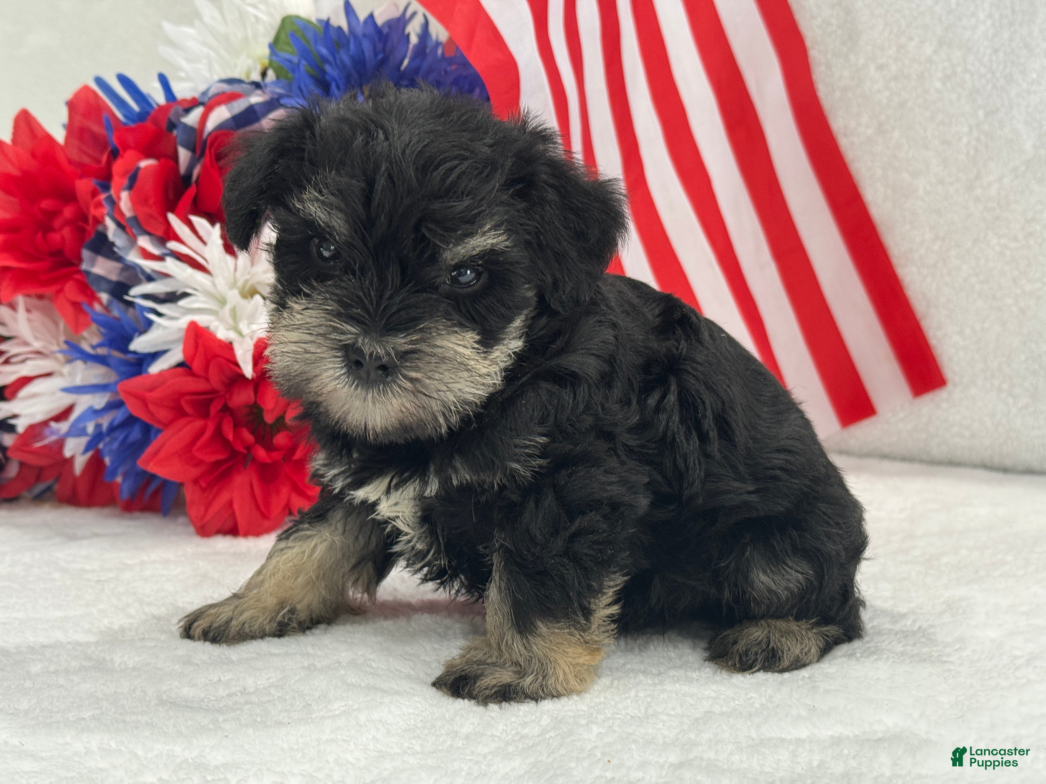Miniature Schnauzer dogs Mae Male 1 Black & Silver AKC - Ad 20