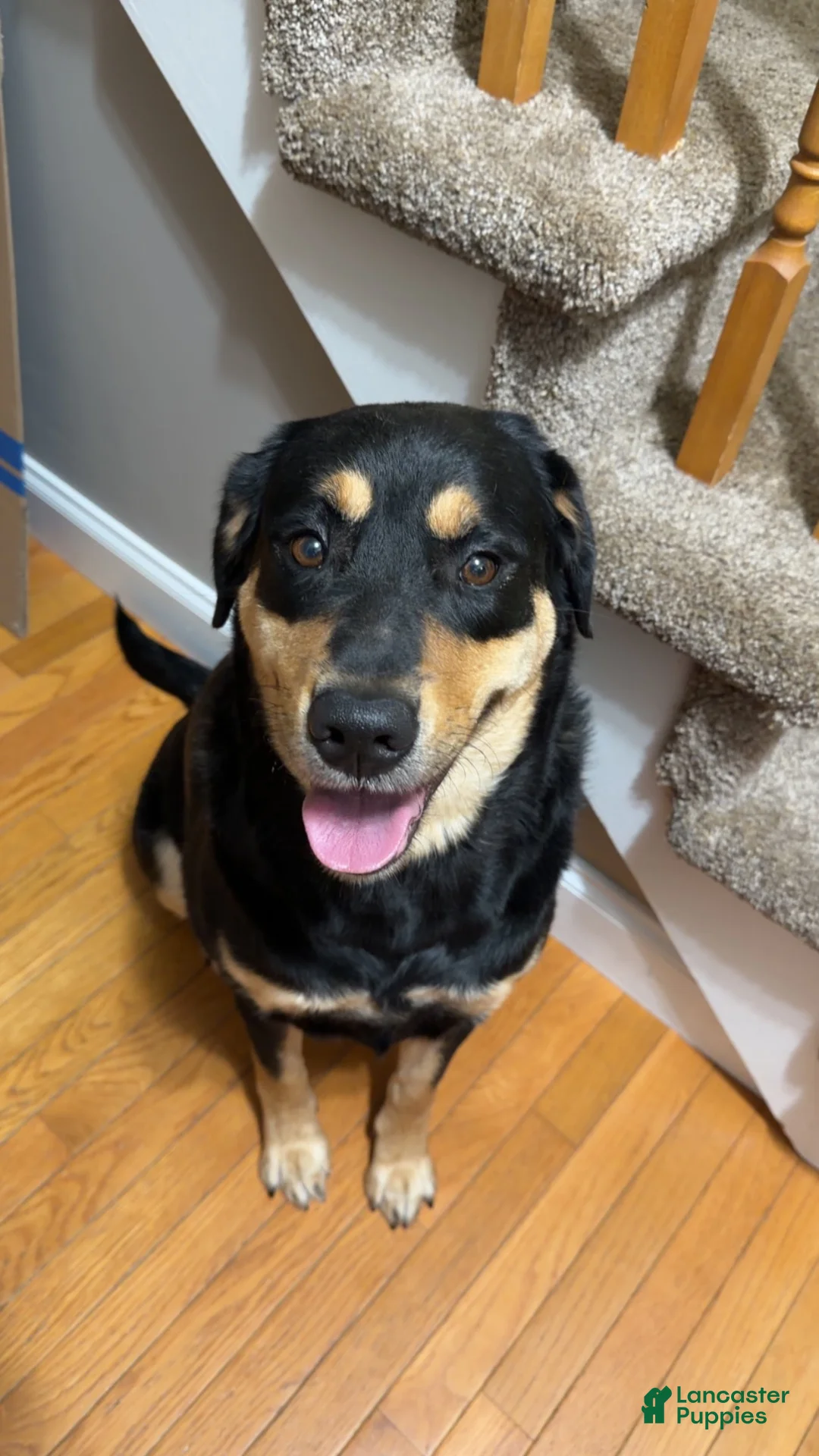 Mixed Breed dogs for sale: draco - Ad 2
