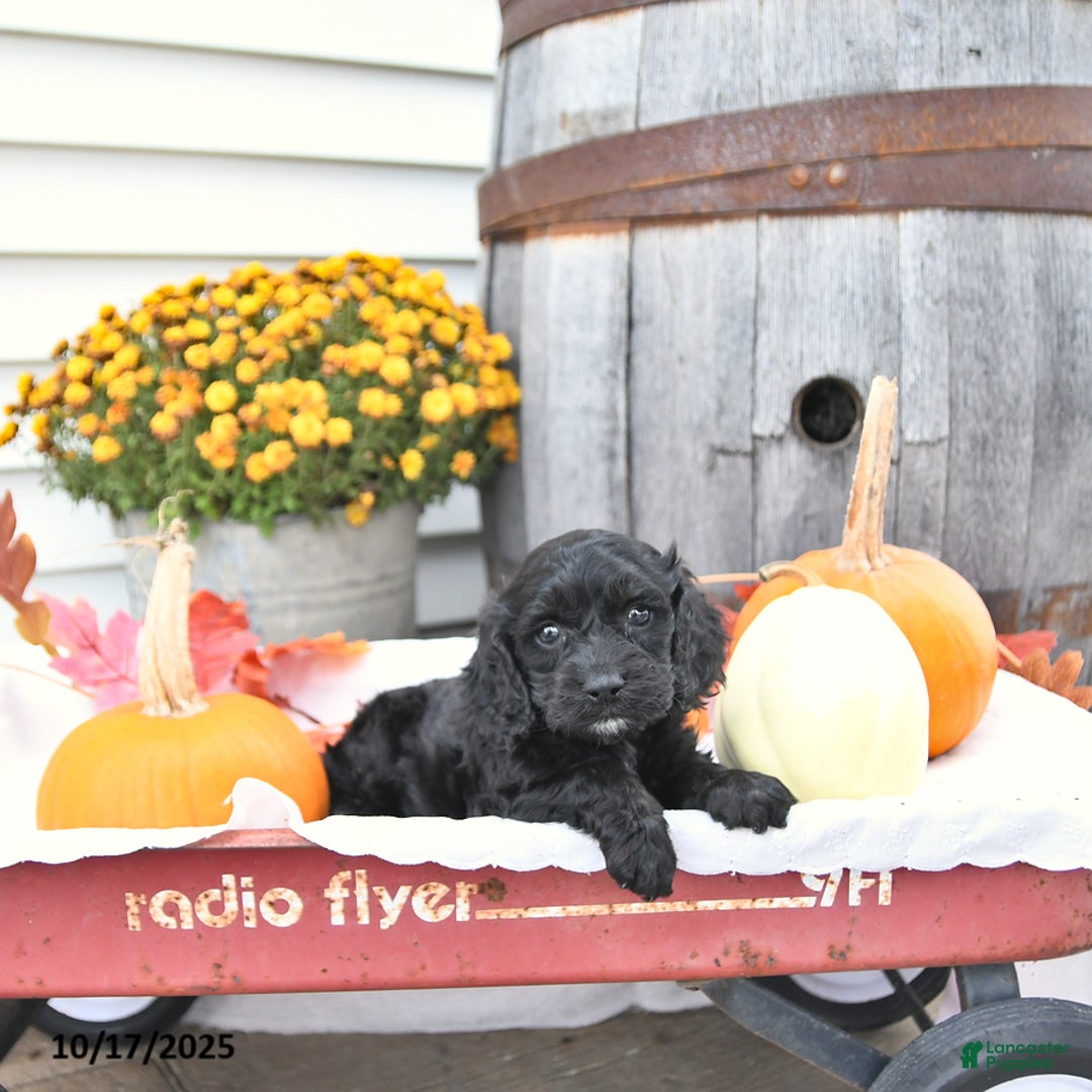 Cockapoo dogs for sale: Chloe - Ad 6