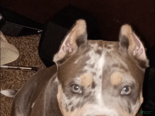 American Bully dogs - Ad 23