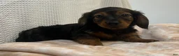 Miniature Dachshund dogs for sale: Trixie  - Ad 7
