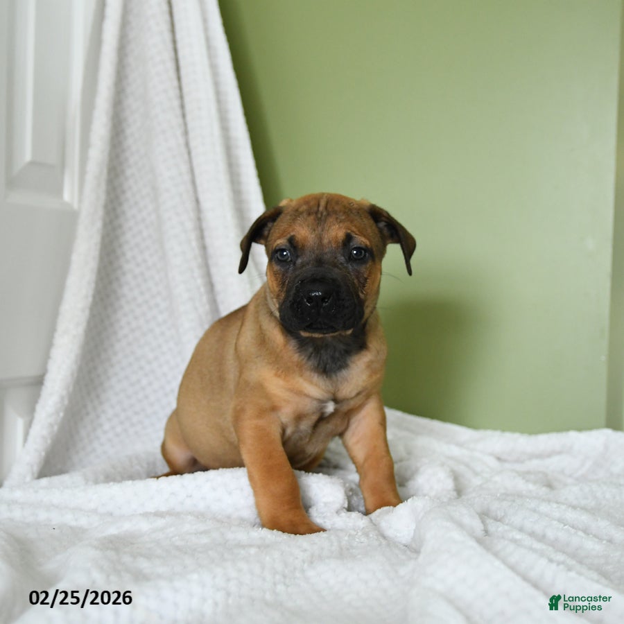 South African Boerboels dogs Brielle - Ad 2