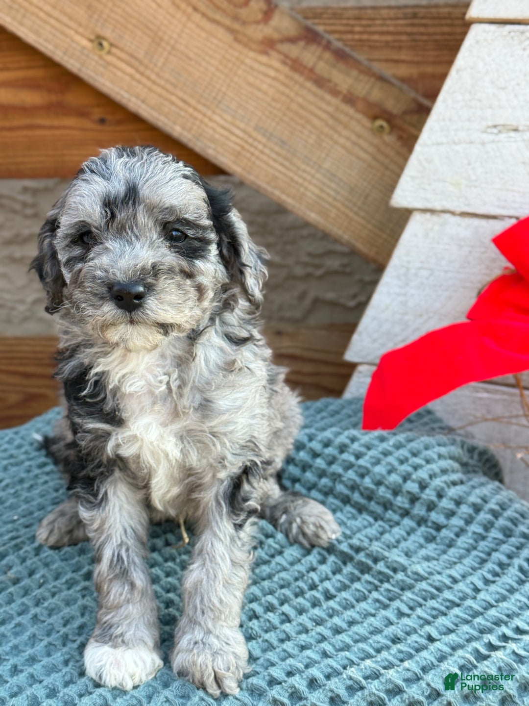 Bichpoo dogs for sale: Alvin - Ad 11