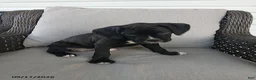 Boxer dogs for sale: Monica - Ad 6