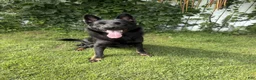 Gerberian Shepsky dogs for sale: Harley - Ad 3