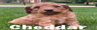 Cheddar
