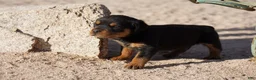 Rottweiler dogs for sale: Rott F1 - Ad 2