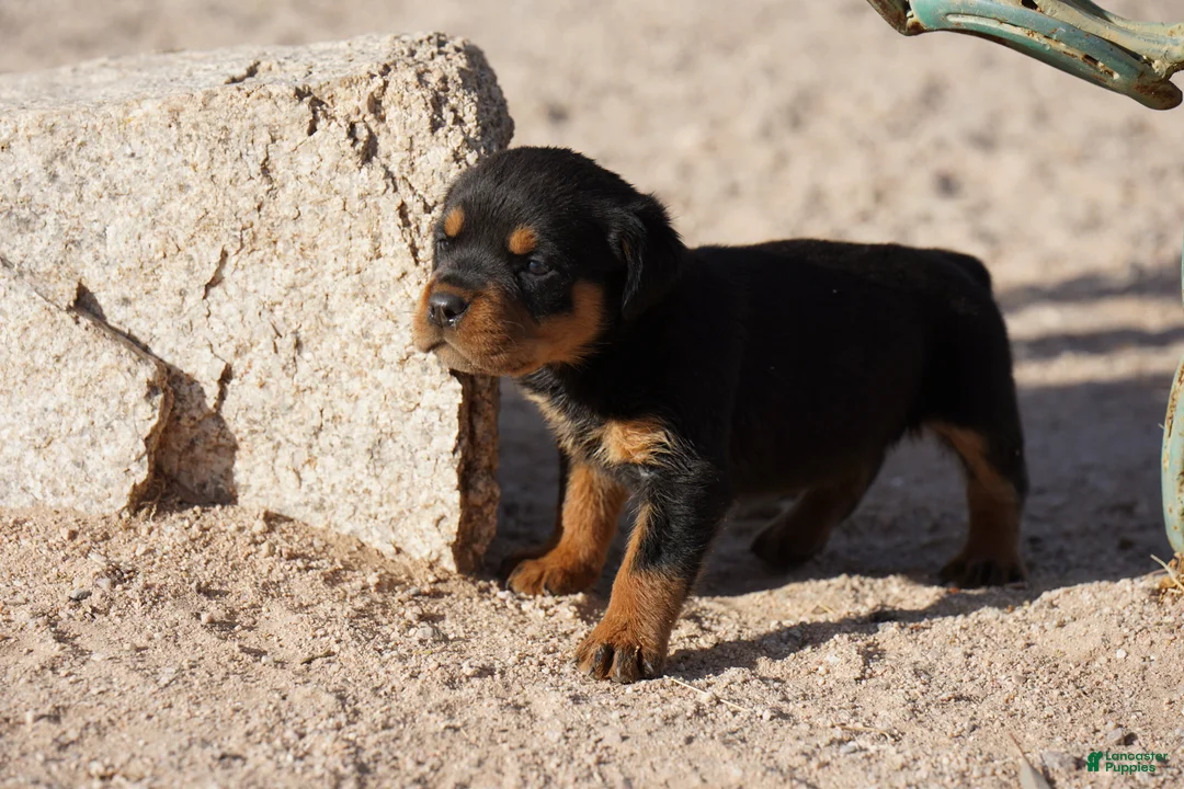Rottweiler dogs for sale: Rott F1 - Ad 2