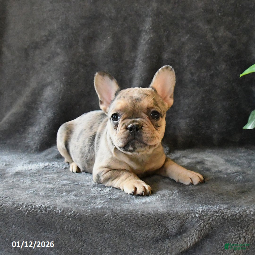 French Bulldog dogs for sale: Paisley - Ad 3