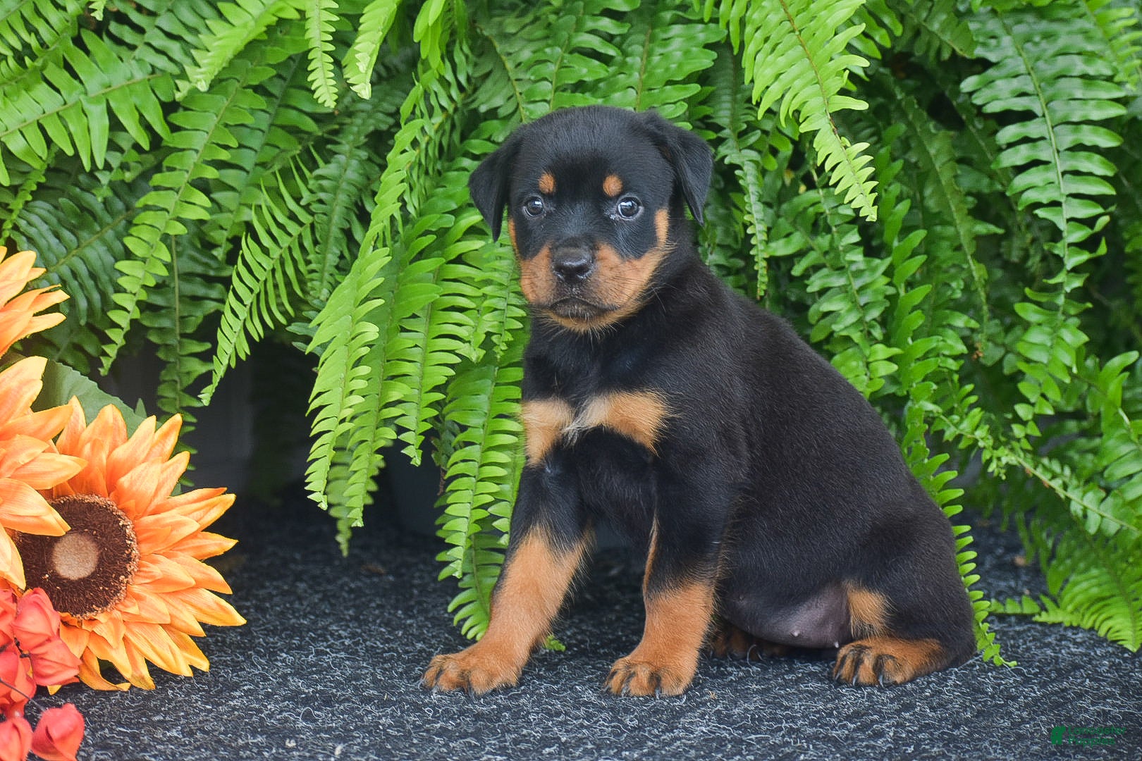 Rottweiler dogs Wanda - Ad 1