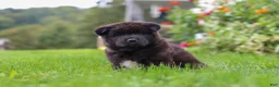 Akita dogs for sale: Nova - Ad 8