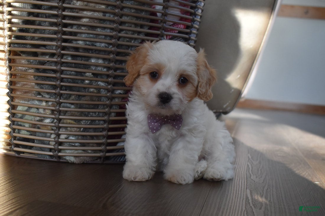 Cavachon dogs Benita  - Ad 1