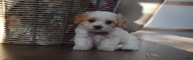 Benita 