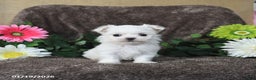 Maltese dogs for sale: Gloria - Ad 2