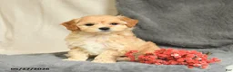 Maltipoo dogs for sale: Snoopy - Ad 3