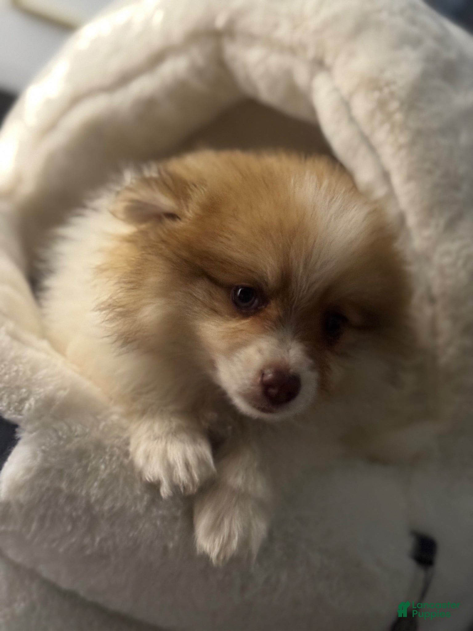 Pomeranian dogs Pomeranian Puppy 1 - Ad 1