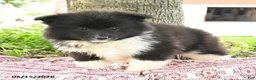 Pomsky dogs for sale: Georgia - Ad 4