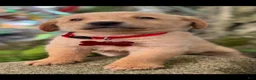 Labrador Retriever dogs for sale: Labrador Retriever Puppy 1 - Ad 4