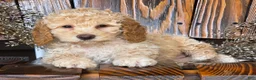 Cockapoo dogs for sale: Holly - Ad 2
