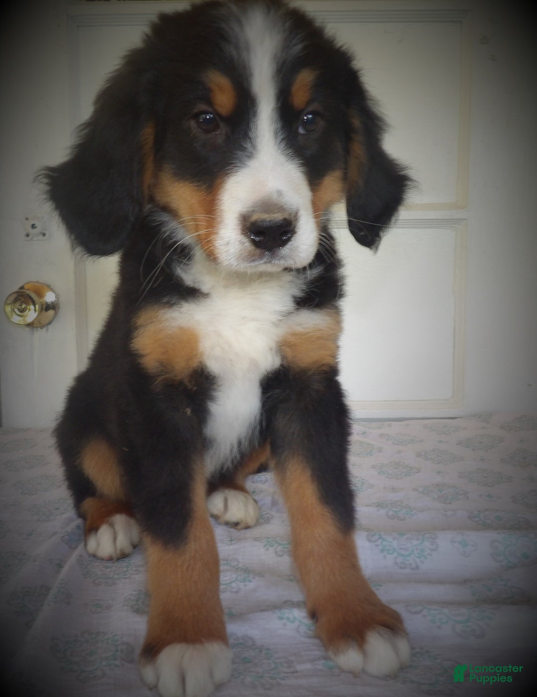 Gallery Image {{count}}