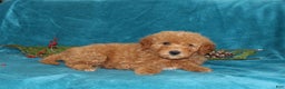 Mini Goldendoodle dogs for sale: Hope - Ad 2