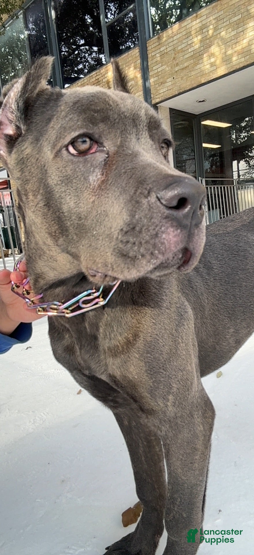 Cane Corso dogs Cane Corso Puppy 1 - Ad 13