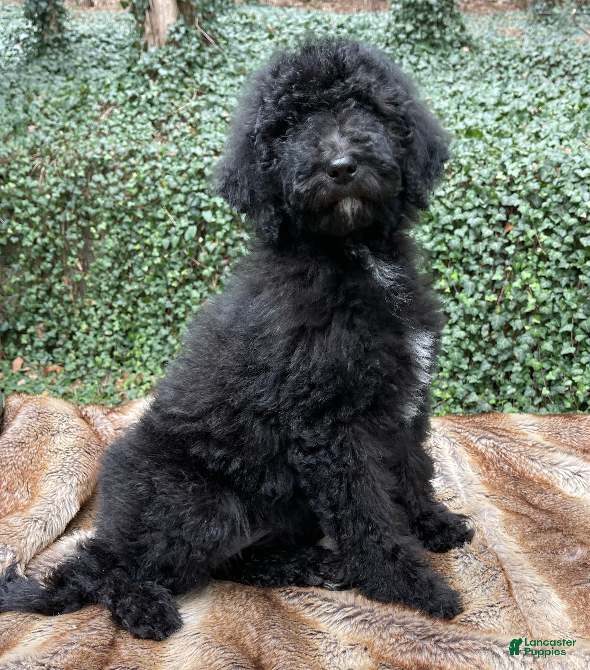 Goldendoodle dogs SALE “Mistletoe” CKC Goldendoodle 🐶 parents dna/health tested clear - Ad 35