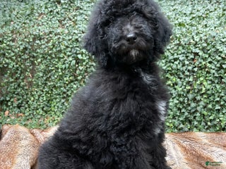 Goldendoodle dogs SALE “Mistletoe” CKC Goldendoodle 🐶 parents dna/health tested clear - Ad 18