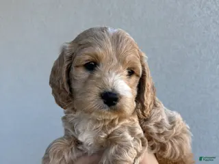 Cockapoo dogs for sale: Scout - Toy Cockapoo - Ad 1